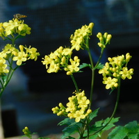 Patrinia triloba palmata